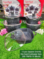 10 pcs Square Granite Die Cast Cookware Sets SG-TWFG-10
